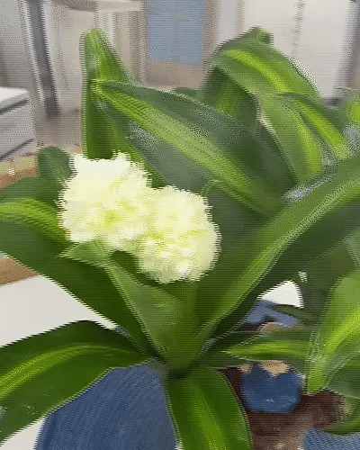Brazilian Lucky Wood, Mini Home Plant | ๐ข BUY 1 GET 1 FREE ๐ท๏ธ