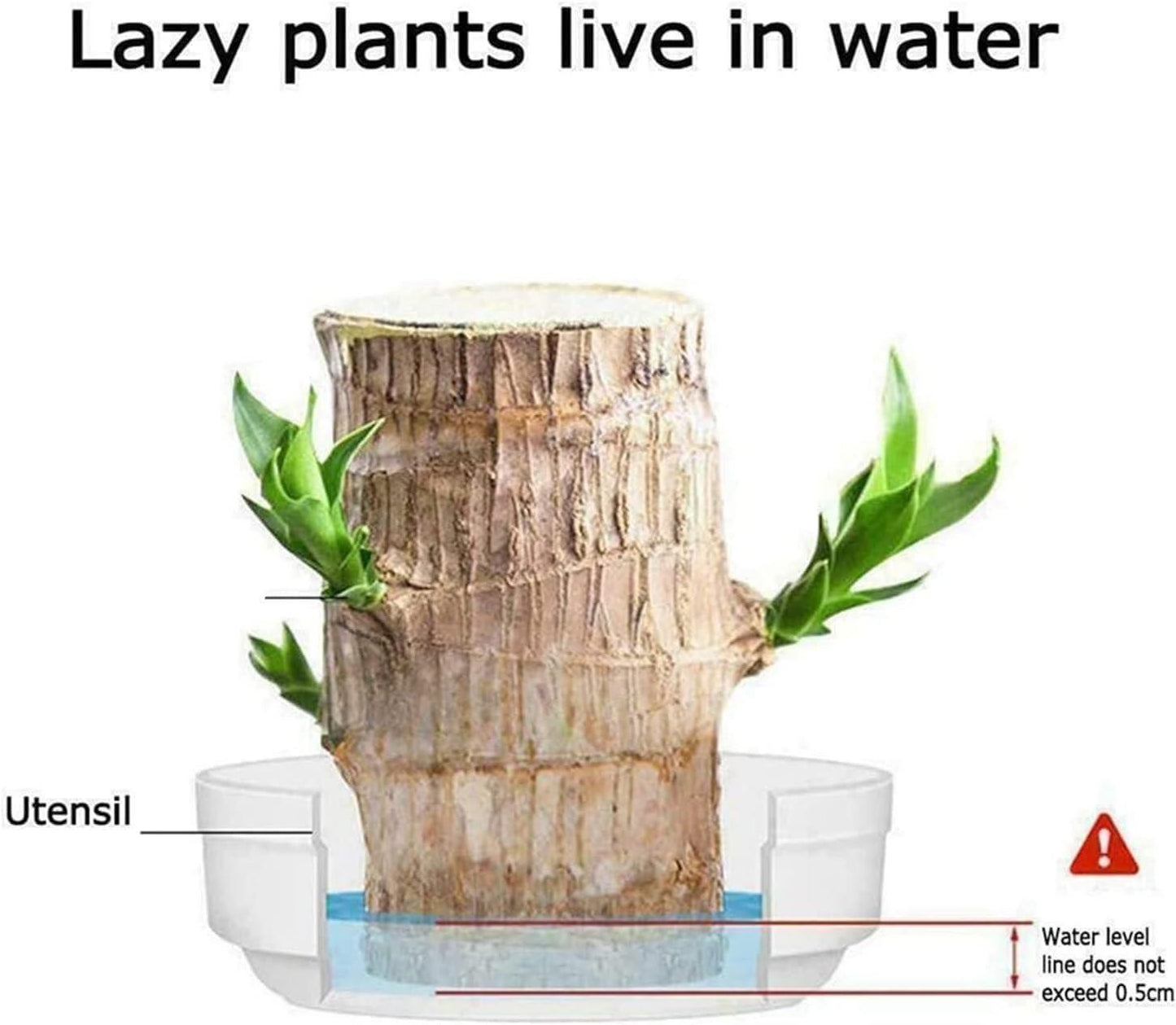 Brazilian Lucky Wood, Mini Home Plant | ๐ข BUY 1 GET 1 FREE ๐ท๏ธ