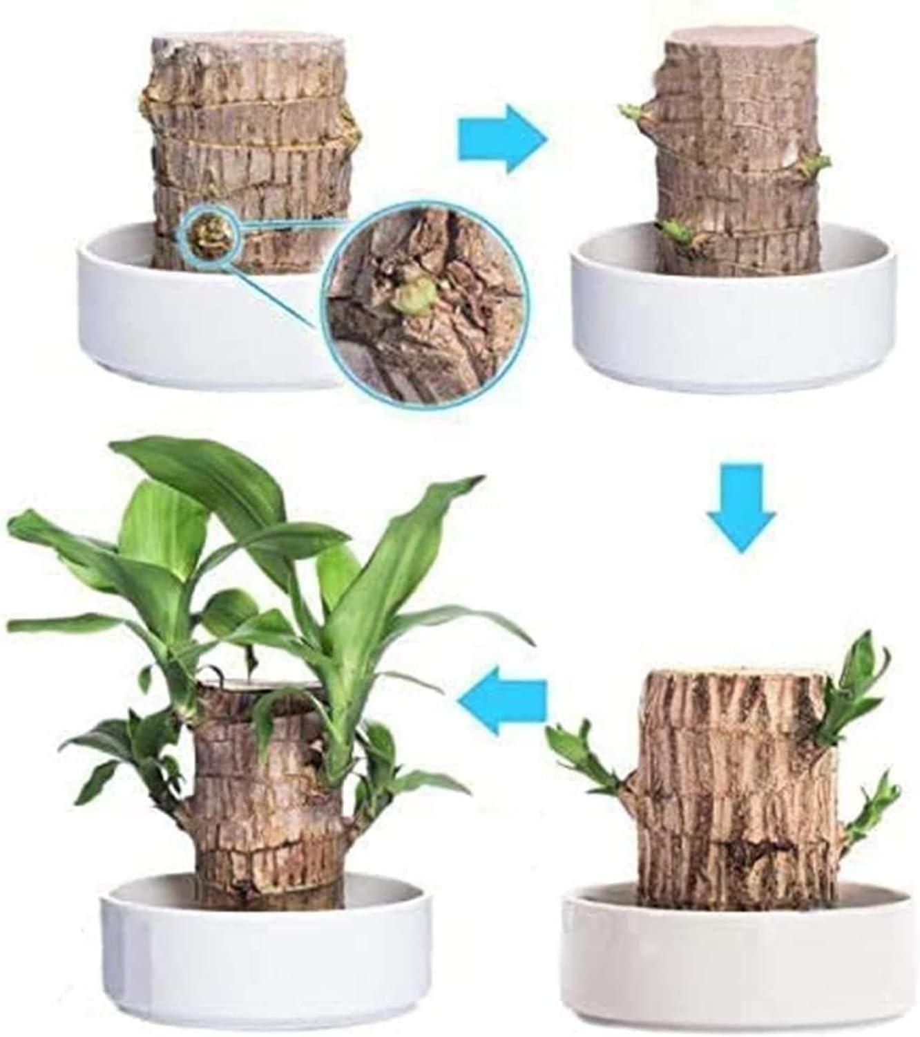Brazilian Lucky Wood, Mini Home Plant | ๐ข BUY 1 GET 1 FREE ๐ท๏ธ