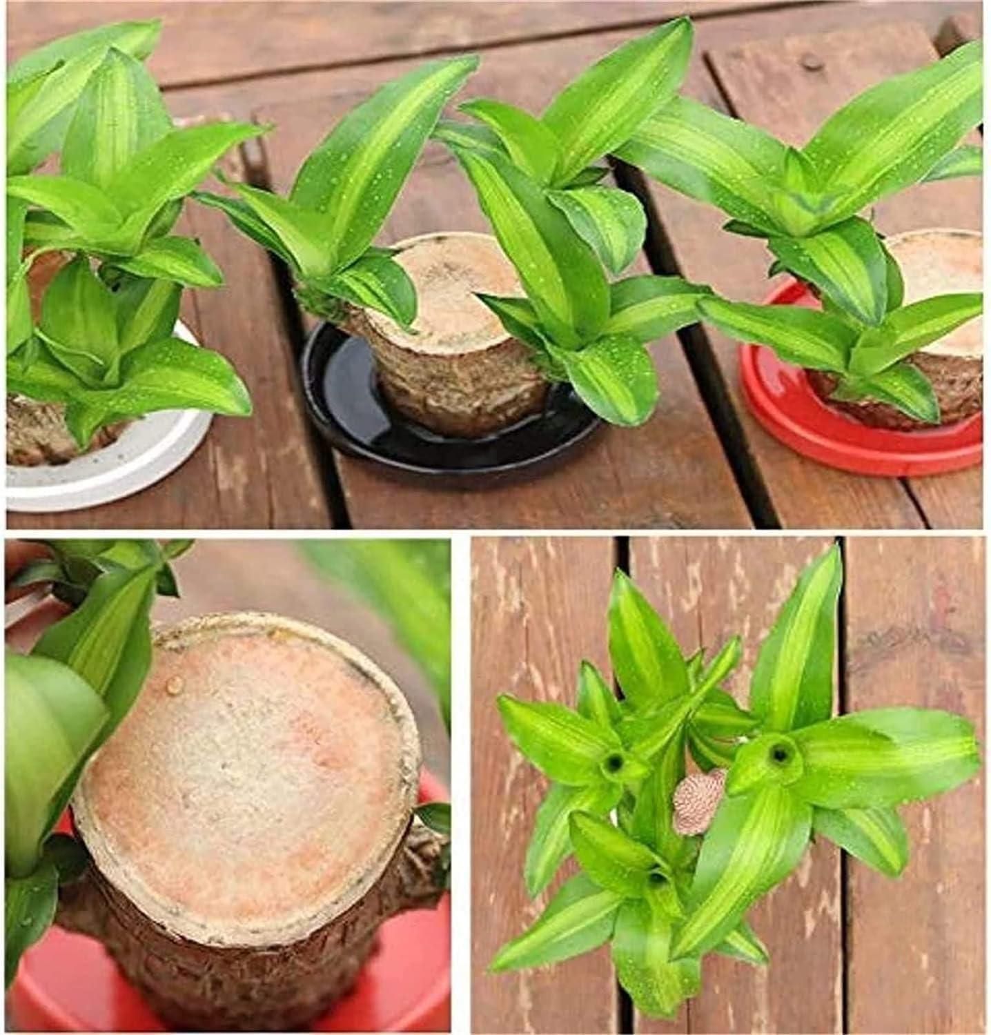 Brazilian Lucky Wood, Mini Home Plant | ๐ข BUY 1 GET 1 FREE ๐ท๏ธ