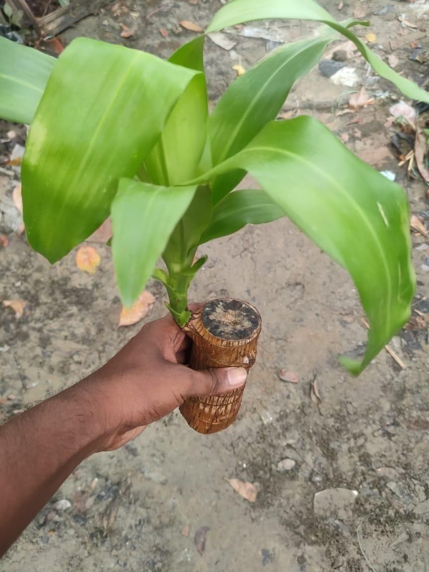 Brazilian Lucky Wood, Mini Home Plant | ๐ข BUY 1 GET 1 FREE ๐ท๏ธ