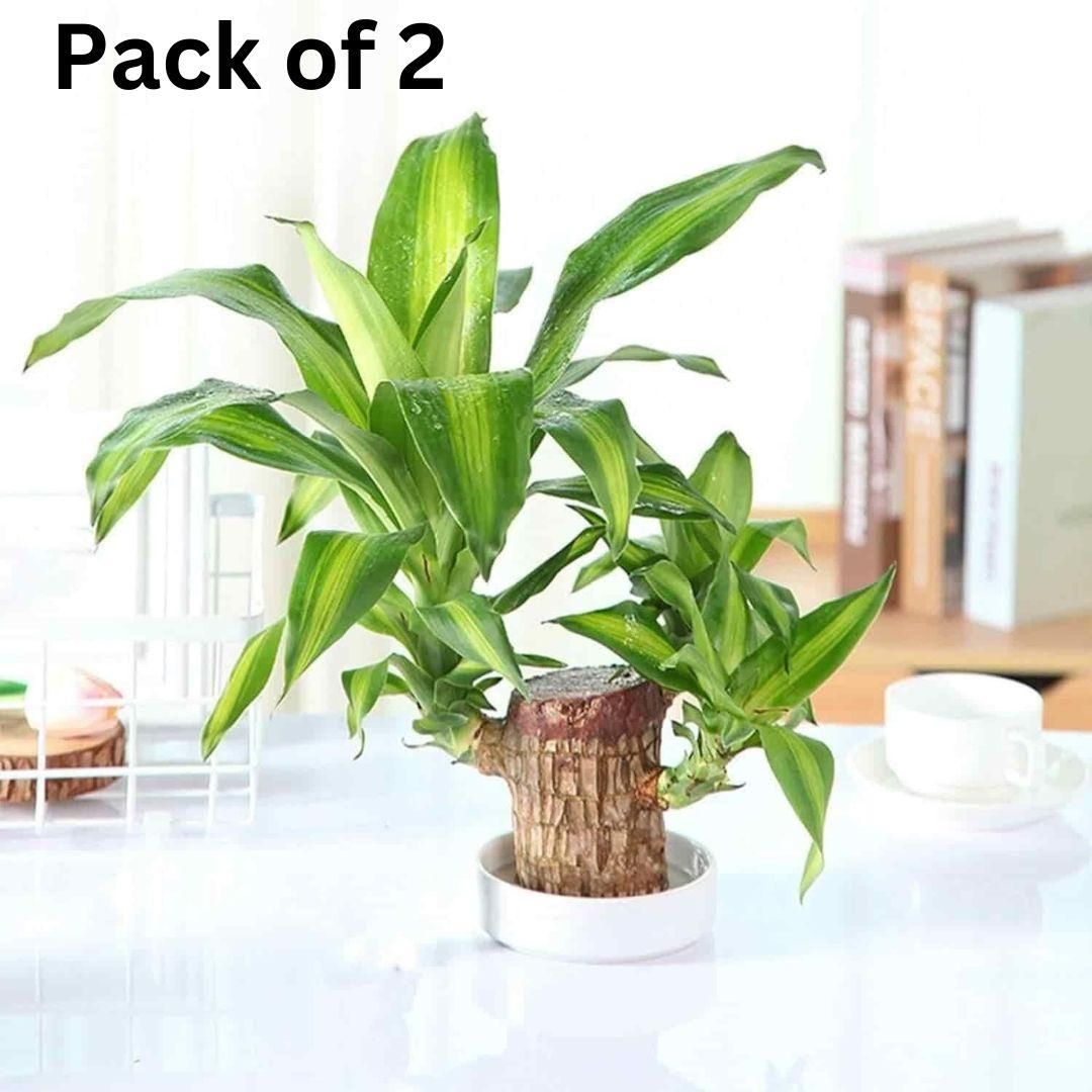 Brazilian Lucky Wood, Mini Home Plant | ๐ข BUY 1 GET 1 FREE ๐ท๏ธ
