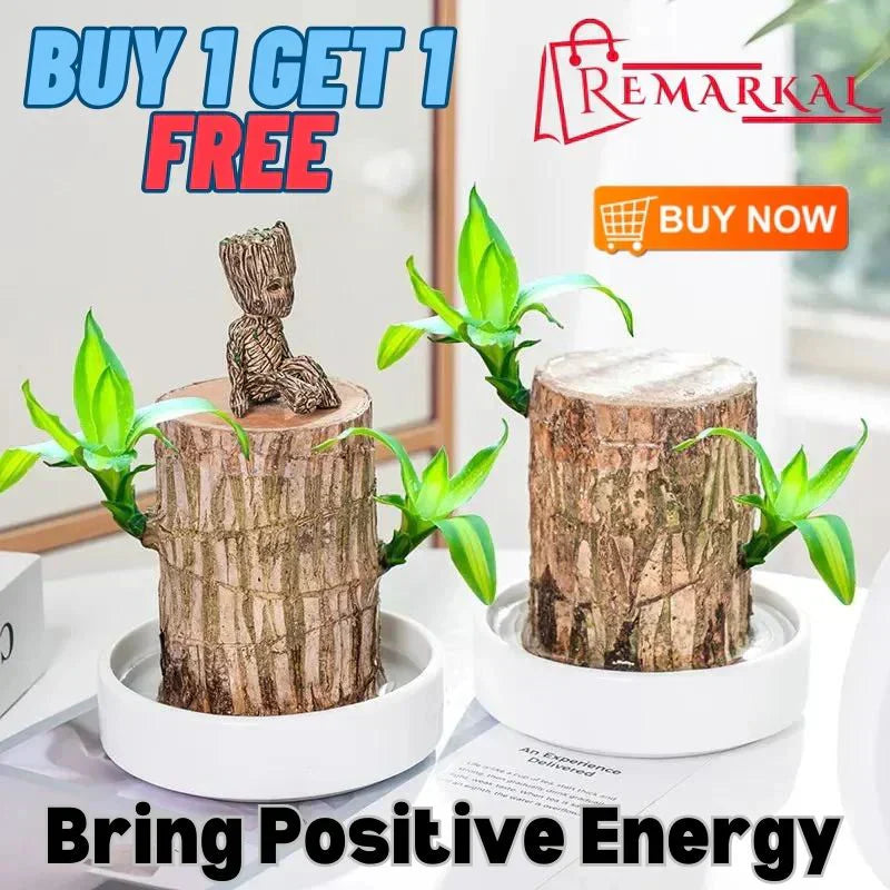 Brazilian Lucky Wood, Mini Home Plant | ๐ข BUY 1 GET 1 FREE ๐ท๏ธ
