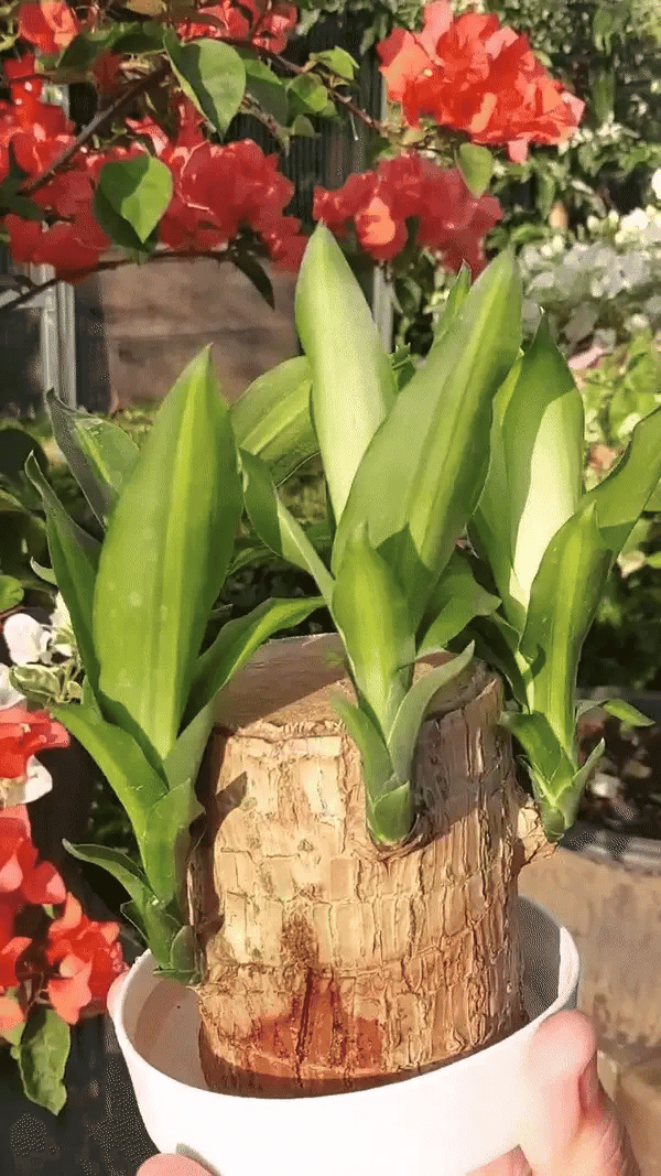 Brazilian Lucky Wood, Mini Home Plant | ๐ข BUY 1 GET 1 FREE ๐ท๏ธ