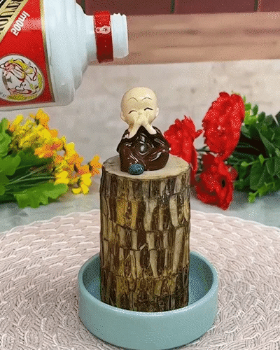 Brazilian Lucky Wood, Mini Home Plant | ๐ข BUY 1 GET 1 FREE ๐ท๏ธ