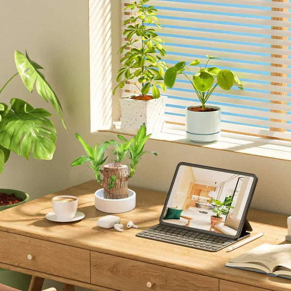 Brazilian Lucky Wood, Mini Home Plant | ๐ข BUY 1 GET 1 FREE ๐ท๏ธ
