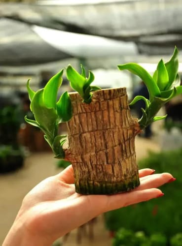 Brazilian Lucky Wood, Mini Home Plant | ๐ข BUY 1 GET 1 FREE ๐ท๏ธ