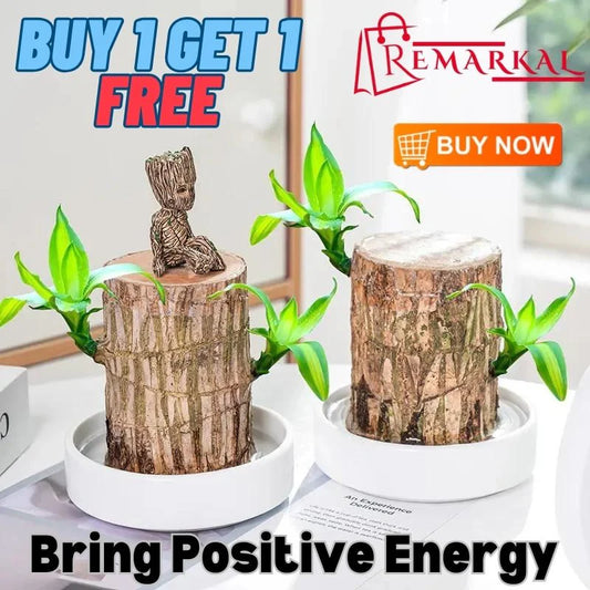 Brazilian Lucky Wood, Mini Home Plant | 📢 BUY 1 GET 1 FREE 🏷️